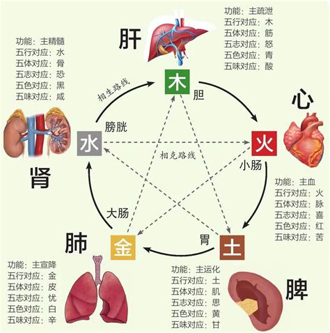 五行身体部位|中医给五脏划分了五行属性，十分精准，古人是如何做。